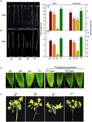 Nitric Oxide Overproduction in Tomato shr Mutant Shifts Metabolic Profiles and Suppresses Fruit Growth and Ripening